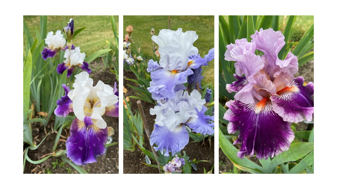 three irises