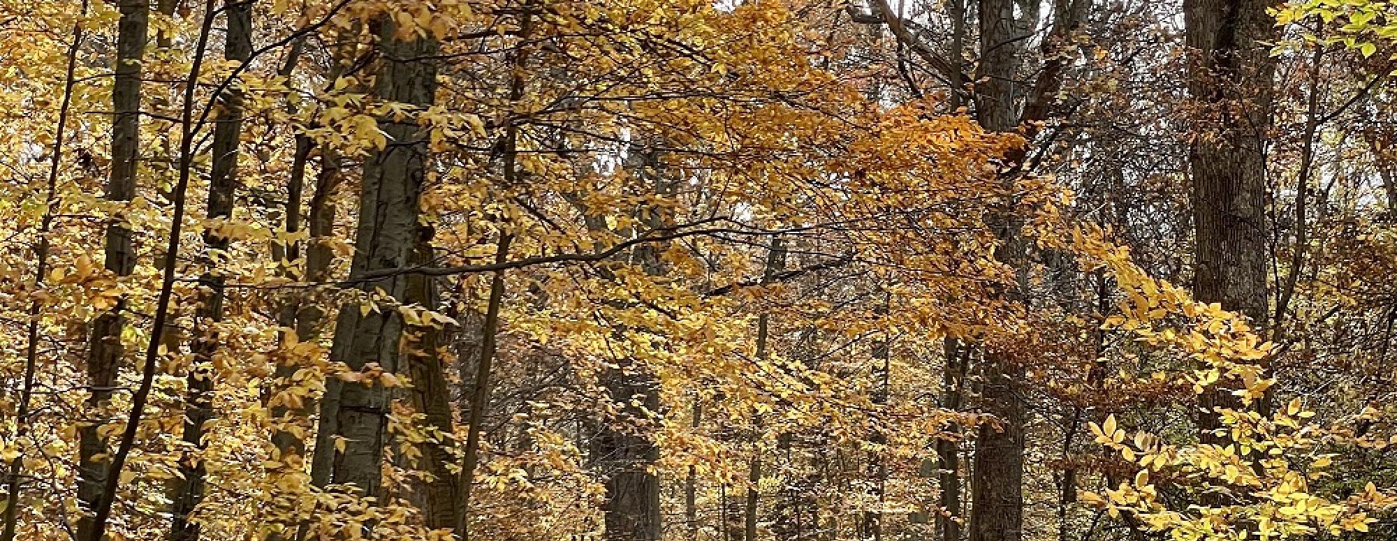 Autumn Leaves